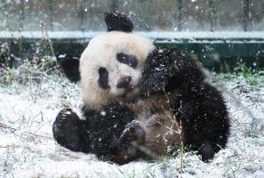snow view giant panda base center bifengxia